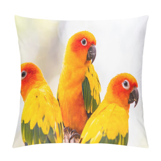 Personality  Colorful Conure Parrots Pillow Covers