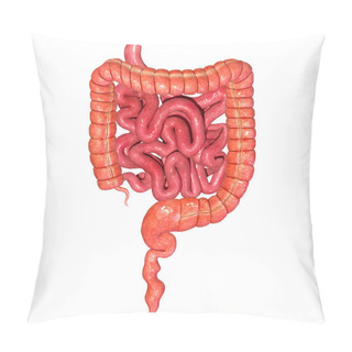 Personality  Small And Large Intestine Pillow Covers