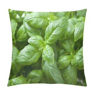 Personality  Fresh Basil Leaves Pillow Covers