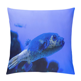 Personality  Fish Swimming Under Water In Aquarium With Blue Neon Lighting Pillow Covers