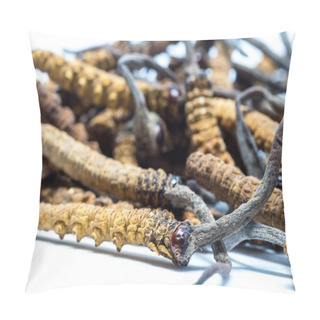 Personality  Close Up Ophiocordyceps Sinensis (CHONG CAO, DONG CHONG XIA CAO) Or Mushroom Cordyceps This Is A Herbs. Medicinal Properties In The Treatment Of Diseases. Pillow Covers