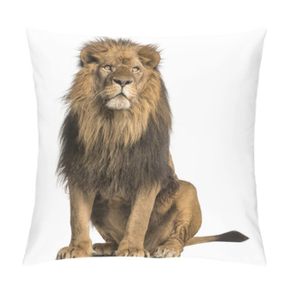 Personality  Lion Sitting, Looking Away, Panthera Leo, 10 Years Old, Isolated Pillow Covers
