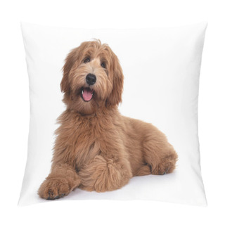Personality  Adorable Red / Abricot Labradoodle Dog Puppy, Laying Down Facing Front, Looking Towards Camera With Shiny Dark Eyes. Isolated On White Background. Mouth Open Showing Tongue And Cute Head Tilt Pillow Covers