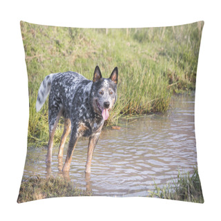 Personality  Young Male Australian Cattle Dog (Blue Heeler) Standing In A Pond Looking At The Camera Pillow Covers