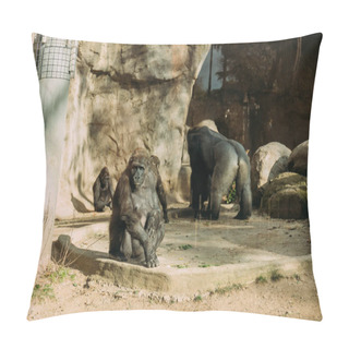 Personality  Chimpanzees And Gorilla In Zoological Park, Barcelona, Spain Pillow Covers