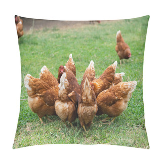 Personality  Brown Chickens Eating Food On The Grass Floor. Farming & Pet Concept. Pillow Covers