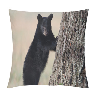 Personality  American Black Bear Cub Pillow Covers