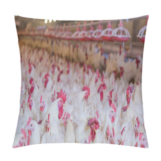 Personality  Poultry Farm With Broiler Breeder Chicken. Husbandry, Housing Business For The Purpose Of Farming Meat, White Chicken Farm Feed In Indoor Housing. Live Chicken For Meat, Egg Production Inside Storage Pillow Covers