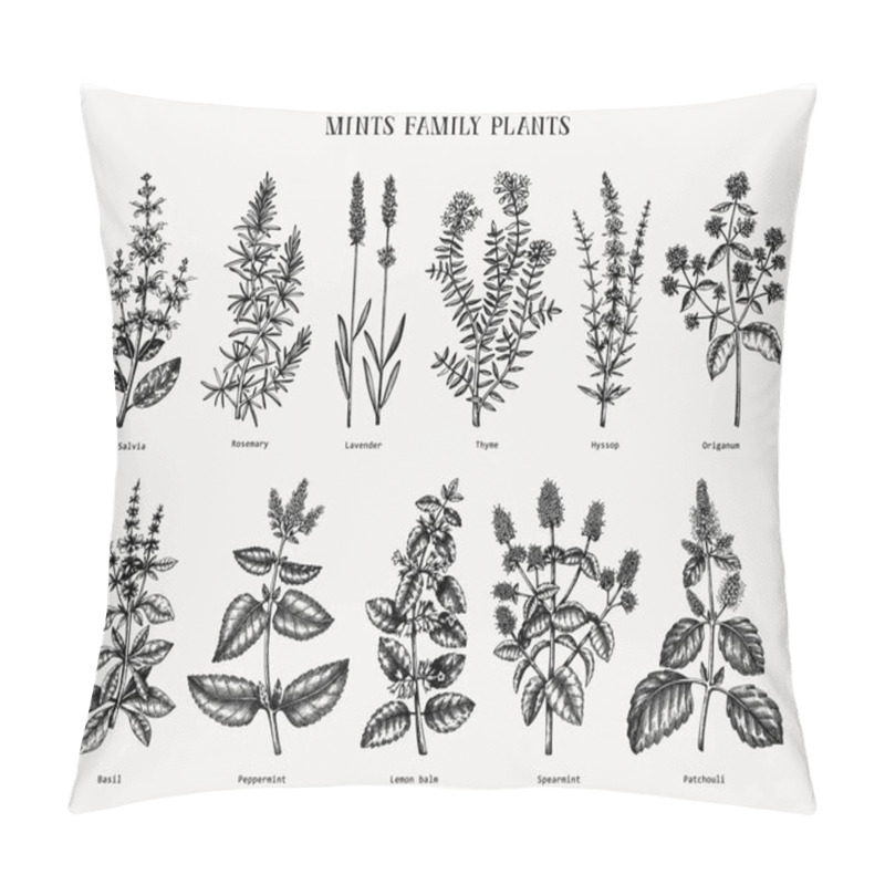Personality  Mint family plants illustrations. Hand sketched aromatic and medicinal herbs set. Botanical design elements. herbal tea ingredients. Mints. Perfect for recipe, label, packaging.  pillow covers