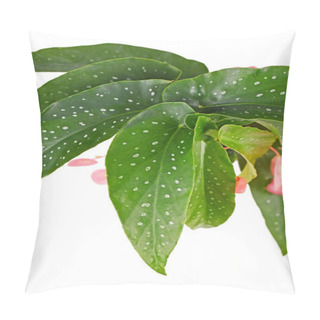 Personality  Leaf Of 'Begonia Tamaya' Houseplant With White Dots  Pillow Covers