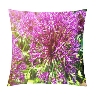 Personality  Allium Blooming Close Up. Ball Of Blossoming Allium Flowers. Beautiful Alliums For Gardening Theme. Botany Concept. Violet Bloom Gorgeous Flower. Gardening And Planting Plants. Pillow Covers