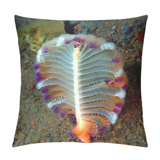 Personality  Sea Pen Pillow Covers