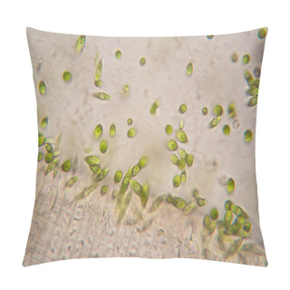 Personality  Microscopic Organisms From The Pond. Euglena Gracilis Pillow Covers