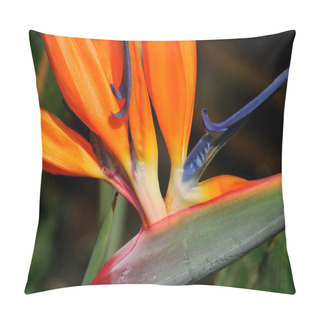 Personality  Bird Of Paradise Pillow Covers