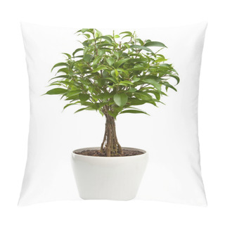 Personality  Ficus Isolated Pillow Covers