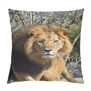 Personality  Close Up Portrait Of Lion Looking At Camera Pillow Covers