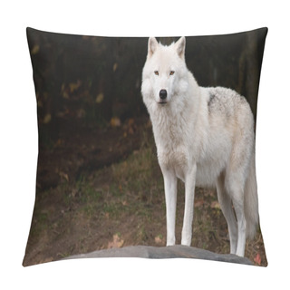 Personality  Arctic Wolf Looking At The Camera Pillow Covers