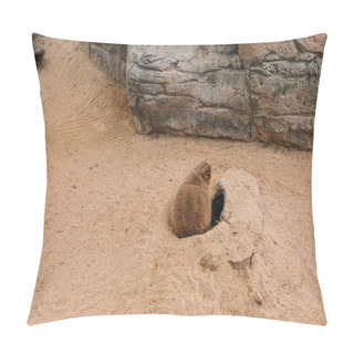 Personality  Funny Marmot Sitting On Sand Near Hole In Sand, Barcelona, Spain Pillow Covers