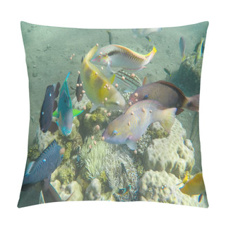Personality  Underwater Landscape With Tropical Fish. Feeding Of Aquarium Fishes In Wild Nature. Pillow Covers