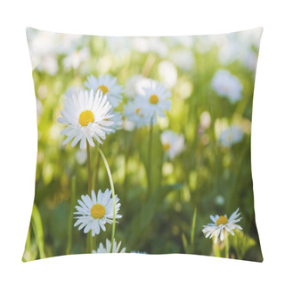 Personality  Glade Of Blossoming Daisies, Close Up Pillow Covers