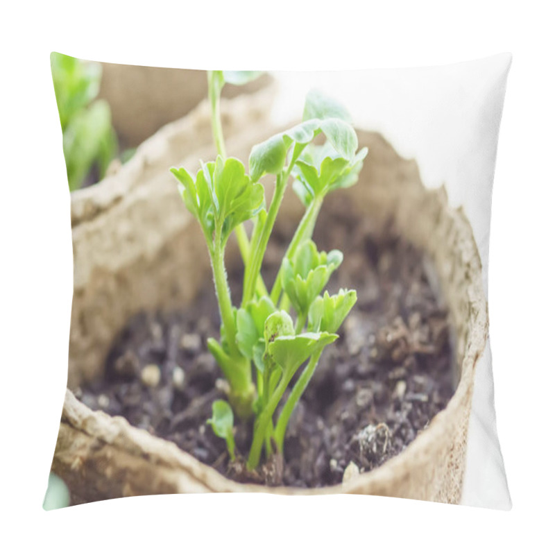 Personality  small seedlings Ranunculus asiaticus, a cultivated form, buttercups, spearworts and water crowfoots, in peat pots on a white background. selective focus. pillow covers