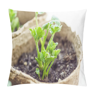 Personality  Small Seedlings Ranunculus Asiaticus, A Cultivated Form, Buttercups, Spearworts And Water Crowfoots, In Peat Pots On A White Background. Selective Focus. Pillow Covers