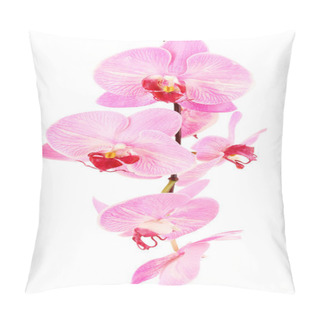 Personality  Beautiful Blooming Orchid Isolated On White Pillow Covers
