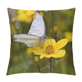 Personality  Great Southern White Moth Close Up Pillow Covers
