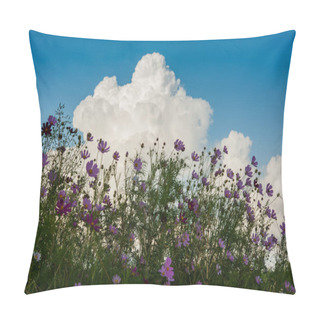 Personality  Beautiful Cosmos Flowers In Garden Under Sky With Cloud Pillow Covers
