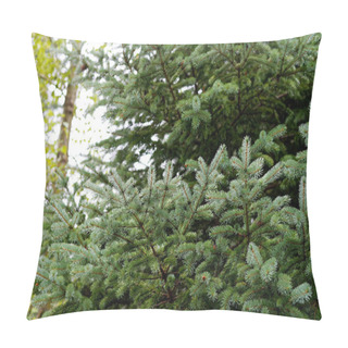 Personality  Douglas Fir Tree In Mt Hood National Forest, Oregon Pillow Covers
