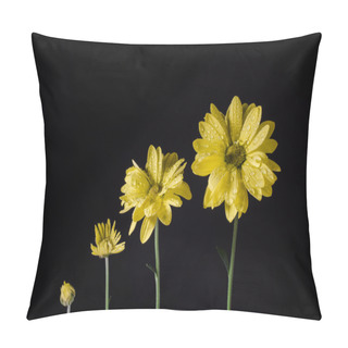 Personality  Flowers Life, Growing Isolated On Black With Water Drops. Pillow Covers