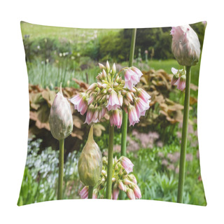 Personality  Macro Shot Of Pale Rose-pink Flowers Of Allium Tripedale With Star-shaped Or Bell-shaped Flowers In An Umbel On A Leafless Stem With Green Garden Background Pillow Covers