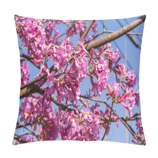 Personality  A Closeup View Of The Pink Trumpet Tree (Handroanthus Impetiginosus) Bloom In The Summer Pillow Covers