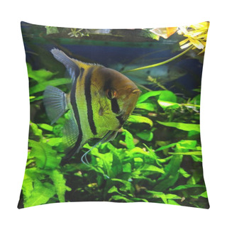 Personality  Angel Fish With Goldish Color Tone And Wide Black-n-white Stripes In Densely Planted Tropical Aquarium Pillow Covers