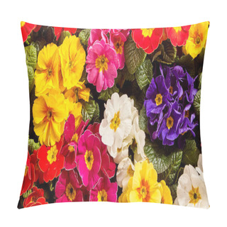Personality  Extreme Close Up View On Vivid Pink, White, Purple, Yellow And Red Primrose Flowers Growing Closely Together As A Beautiful Nature Background Pillow Covers