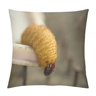 Personality  Sago Worms Amongst Nails Pillow Covers