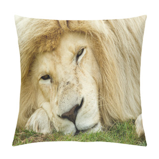 Personality  Sleepy Looking White Lion Pillow Covers