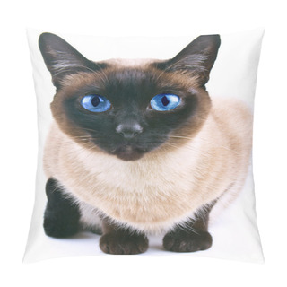 Personality  Siamese Cat Isolated On The White Background Pillow Covers