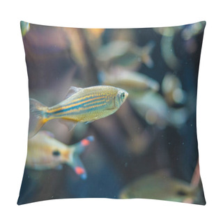 Personality  A Flock Of Fish In The Water. Shooting Location: Kawasaki City, Kanagawa Prefecture Pillow Covers