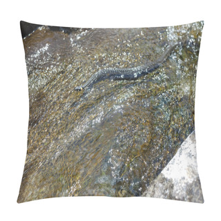 Personality  Snake Swimming Pillow Covers