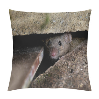 Personality  The House Mouse Is A Small Mammal Of The Order Rodentia, Characteristically Having A Pointed Snout, Large Rounded Ears, And A Long And Hairy Tail. It Is One Of The Most Abundant Species Of The Genus Mus Pillow Covers