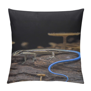 Personality  Emoia Caeruleocauda, (Blue Tailed Skink) Commonly Known As The Pacific Bluetail Skink, Is A Species Of Lizard In The Family Scincidae. Pillow Covers