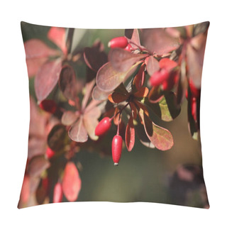 Personality  Berberis Thunbergii. Berries On The Branch  Pillow Covers