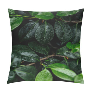 Personality  Close Up View Of Wet Green Natural Leaves On Tree Branches Pillow Covers