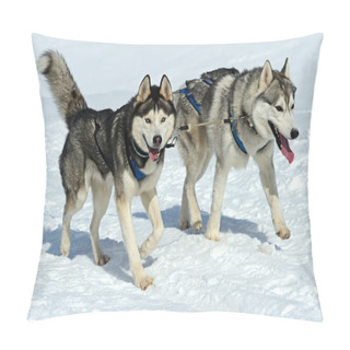 Personality  Husky Dog Pillow Covers