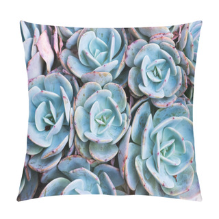 Personality   Miniature Succulent Plants In Garden Pillow Covers