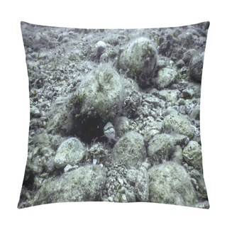 Personality  Sea Life Underwater, Underwater Life, Wildlife Pillow Covers