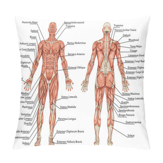 Personality  Anatomy Of Male Muscular System - Posterior And Anterior View - Full Body - Didactic Pillow Covers