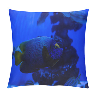 Personality  Exotic Fish Swimming Under Water In Aquarium With Blue Neon Lighting Pillow Covers
