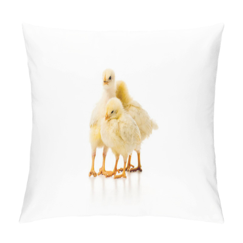 Personality  three adorable little chickens isolated on white pillow covers